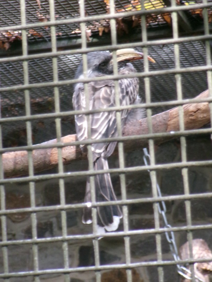 African grey hornbill