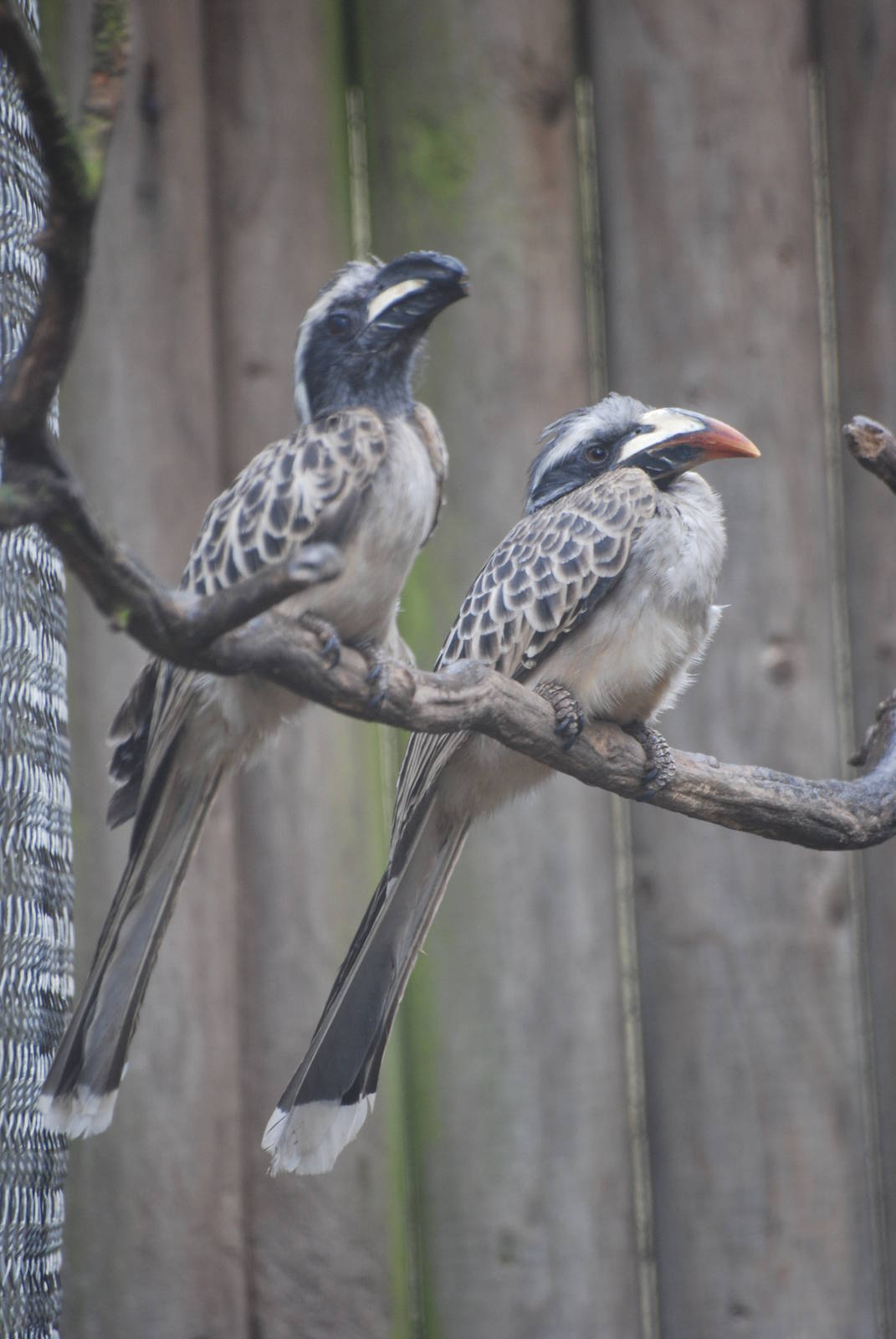 African Grey Hornbills at Twycross 27/02/11