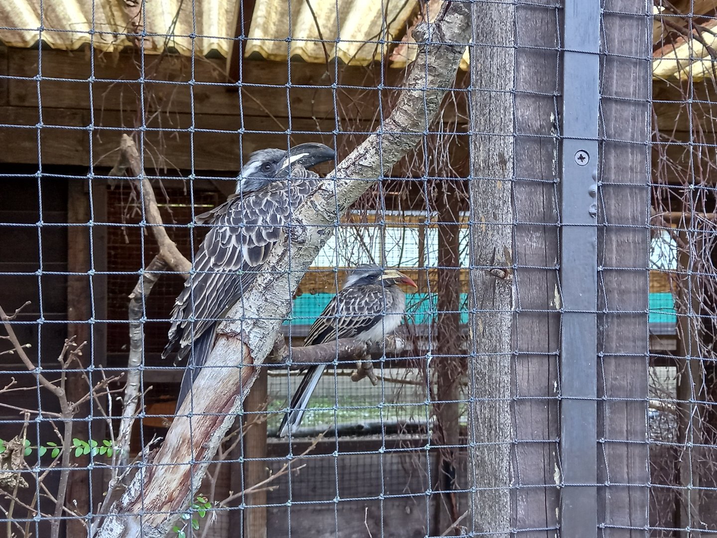 African Grey Hornbills
