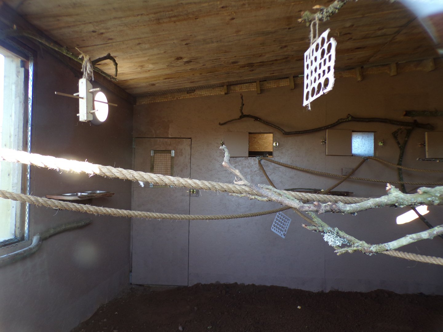 African grey indoors 14.10.23