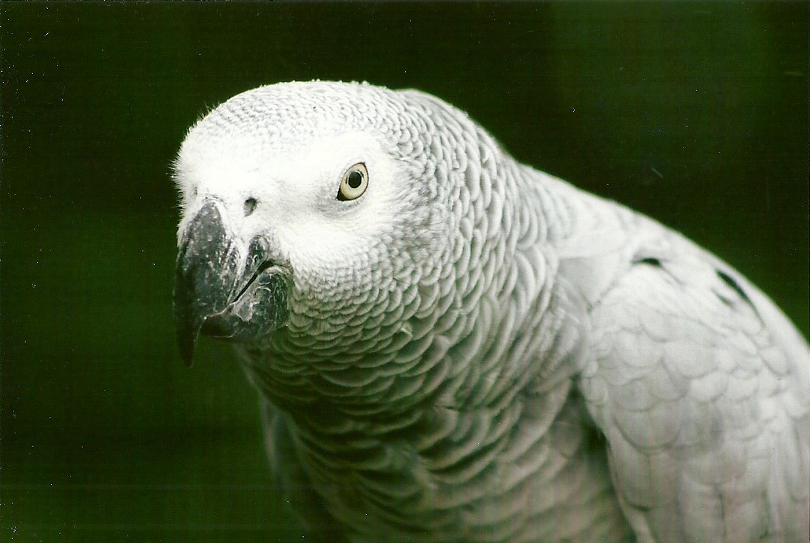 African Grey Parrot 10th September 2012