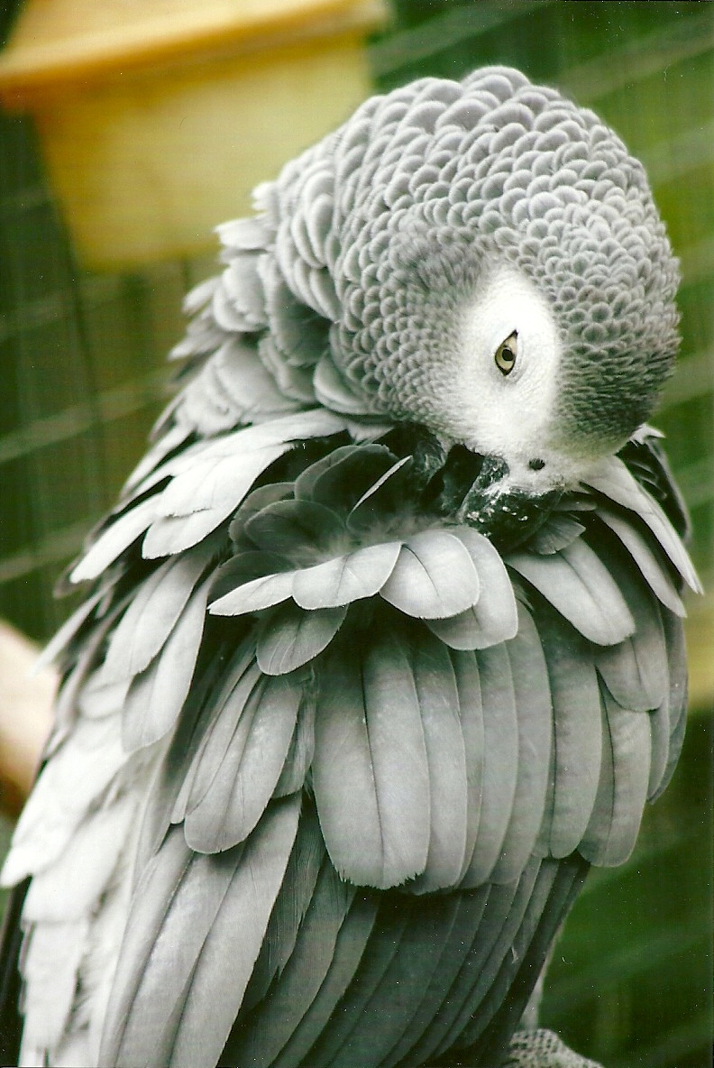 African Grey Parrot 10th September 2012