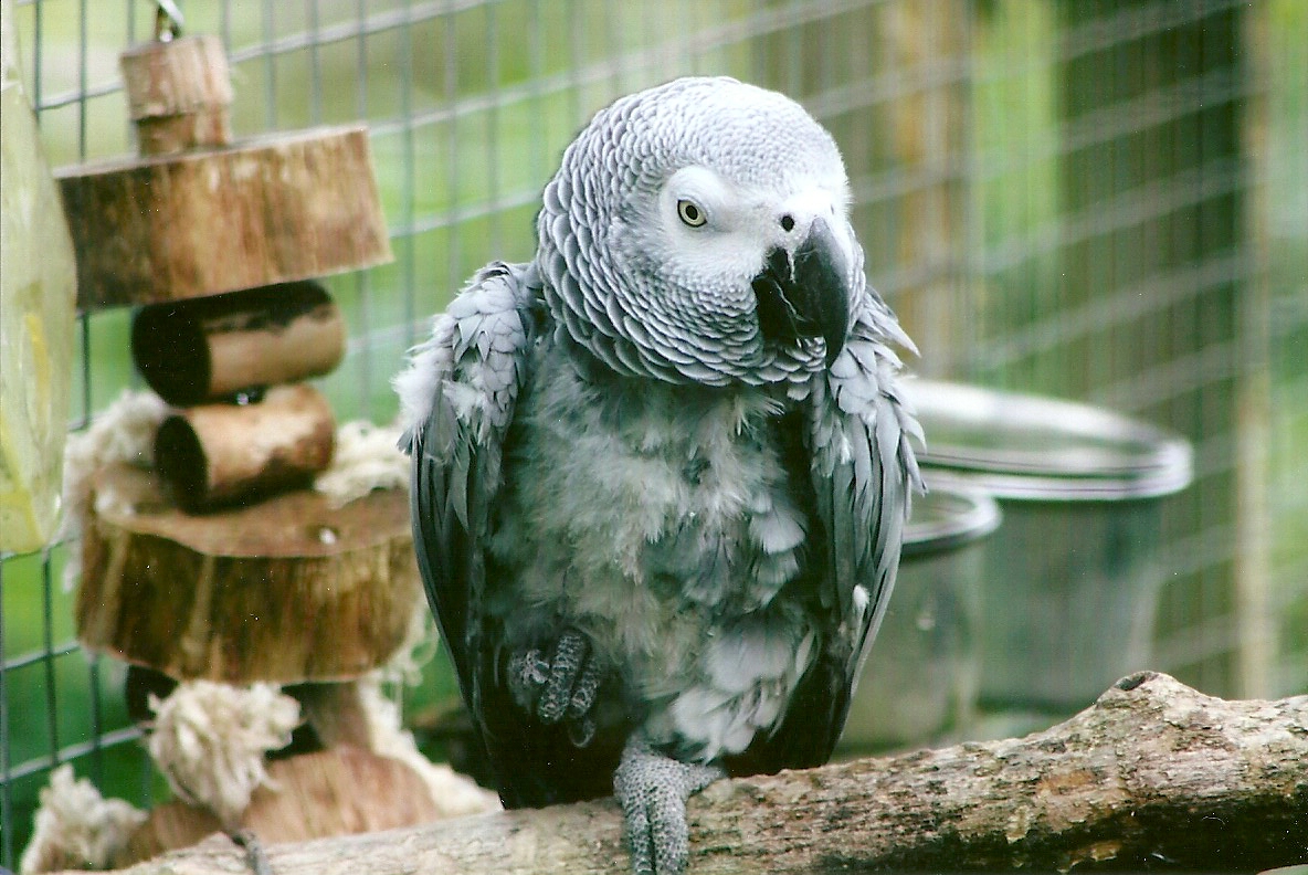 African Grey Parrot 10th September 2012
