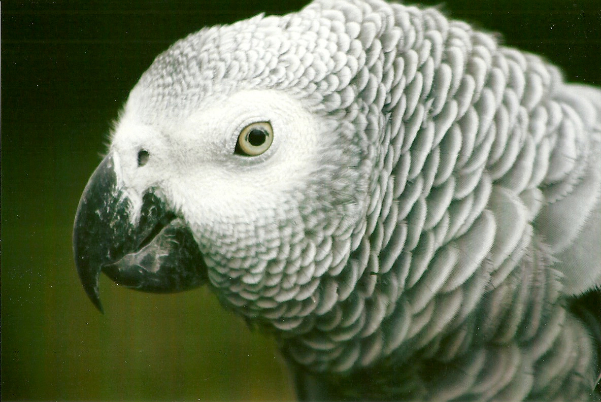 African Grey Parrot 10th September 2012