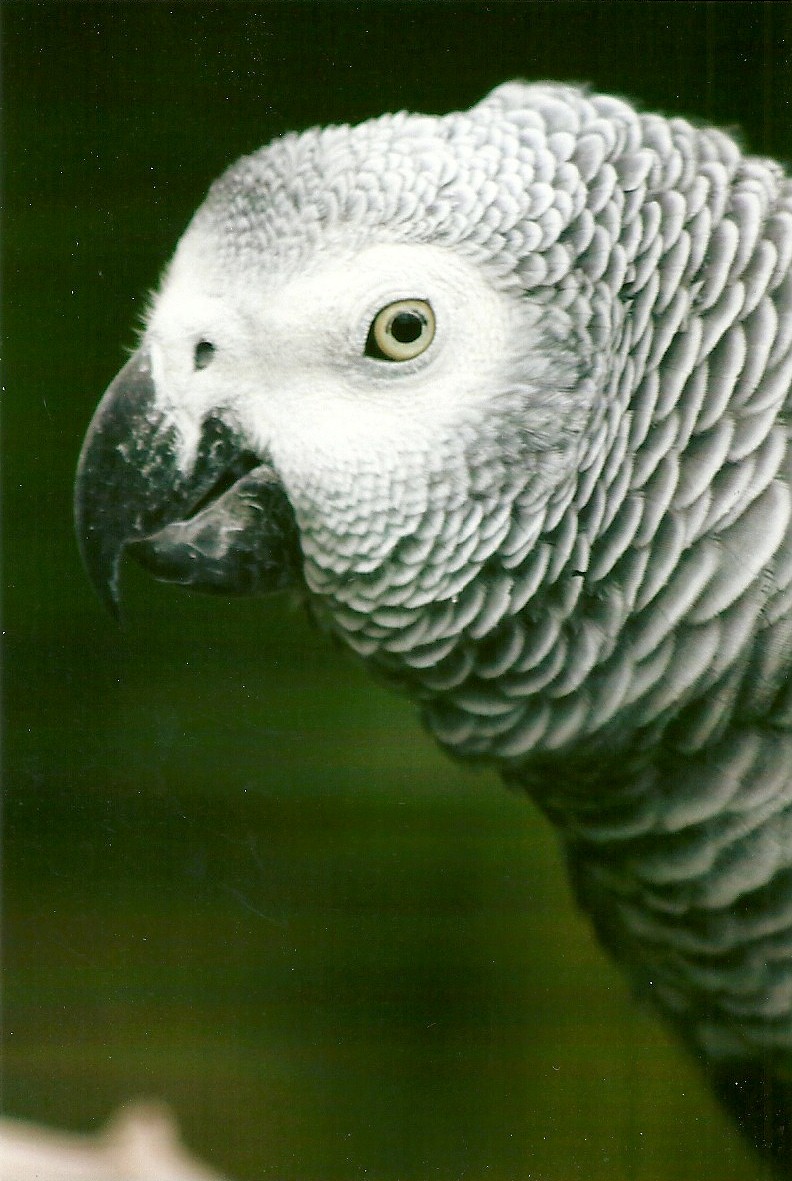 African Grey Parrot 10th September 2012