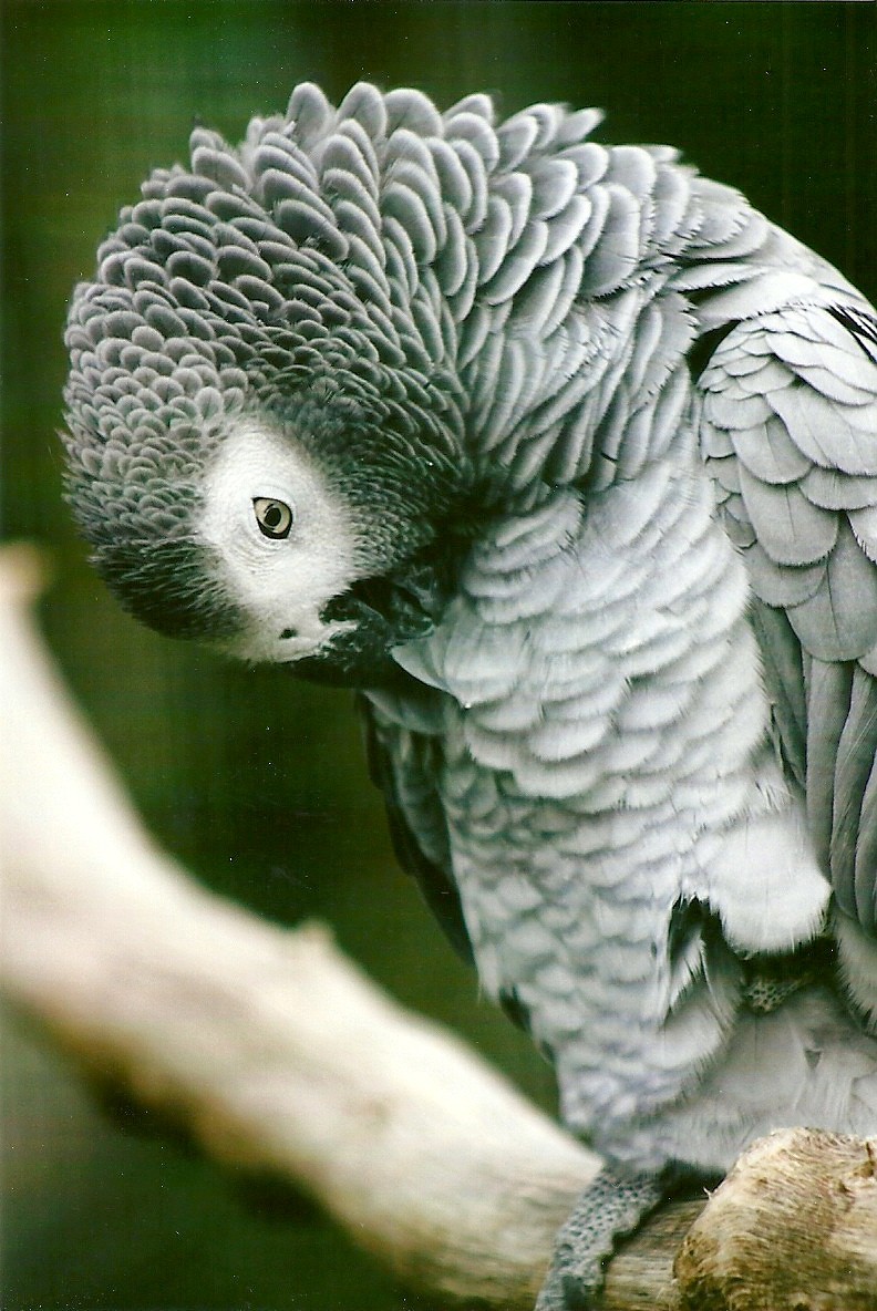 African Grey Parrot 10th September 2012