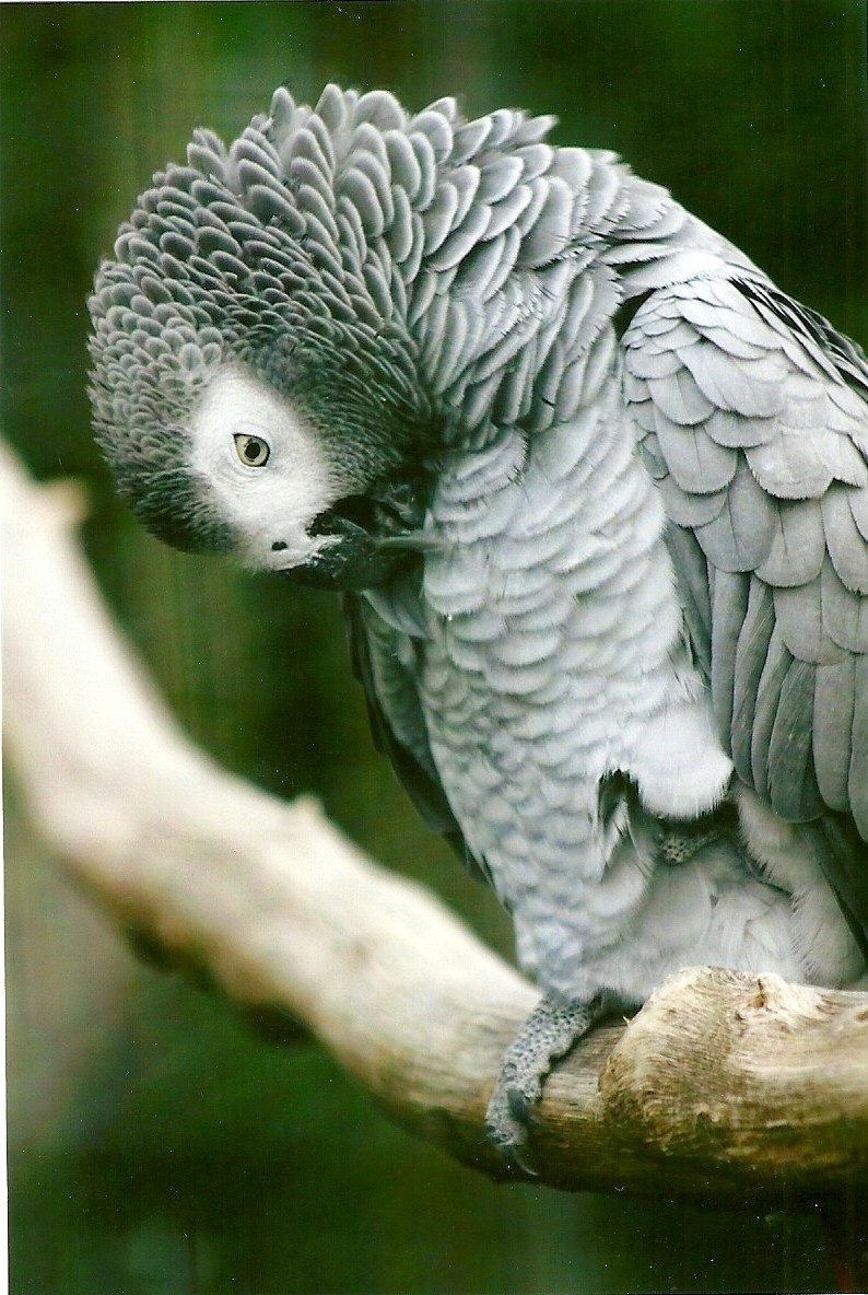 African Grey Parrot 10th September 2012