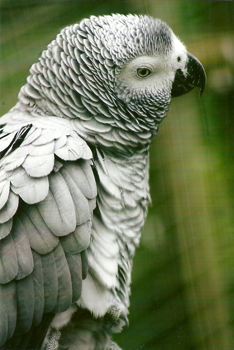 African Grey Parrot 10th September 2012