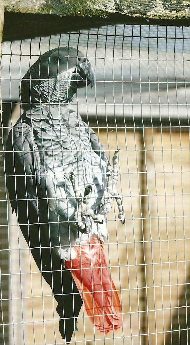 African Grey Parrot 11th September 2012