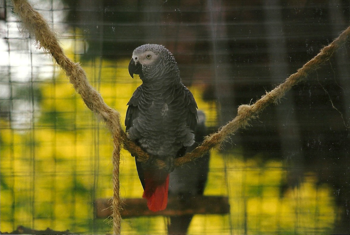 African Grey Parrot 14th August 1999