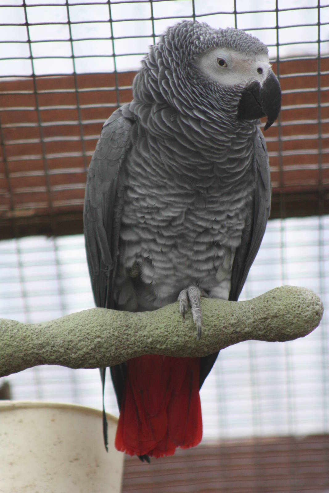 African Grey Parrot, 18th October 2013