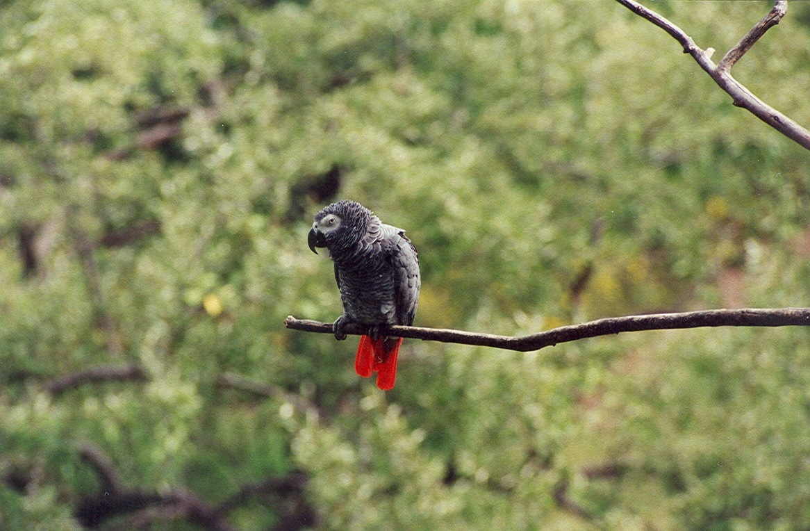 African Grey Parrot - 1999