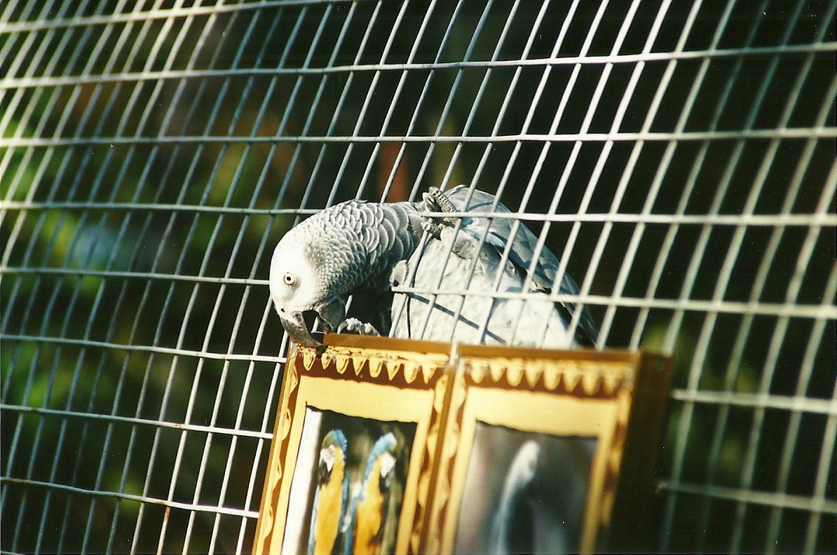 African Grey Parrot, 19th August 2000