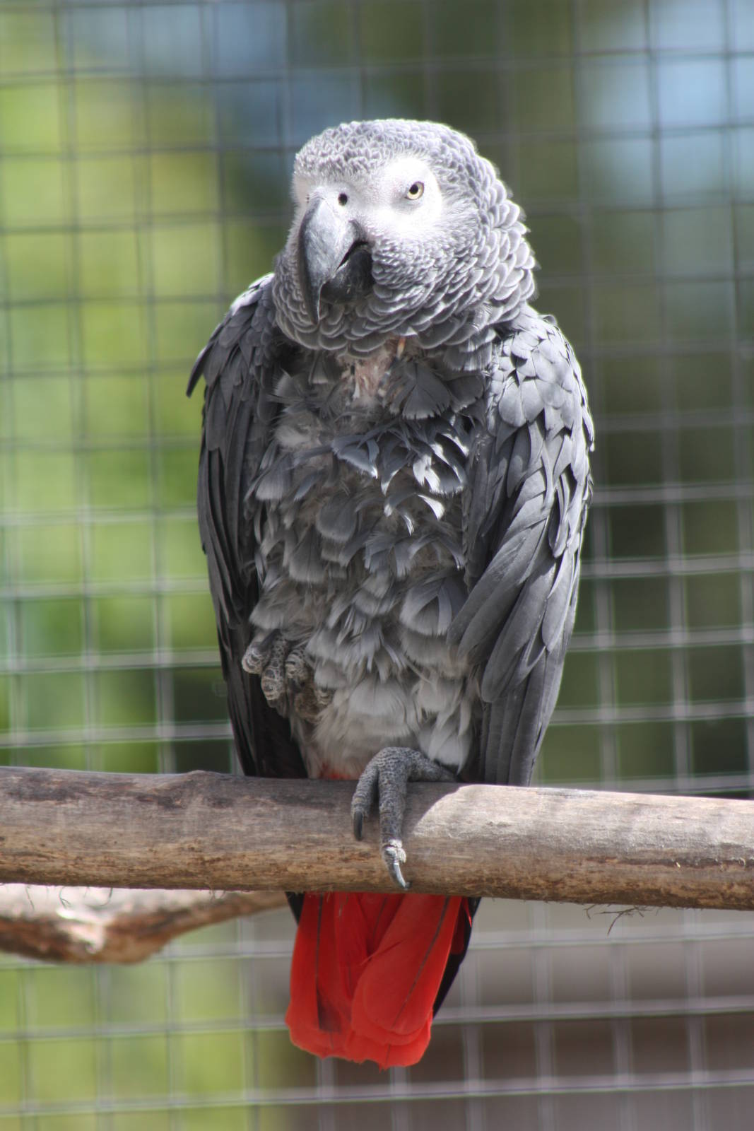 African Grey Parrot, 19th June 2014