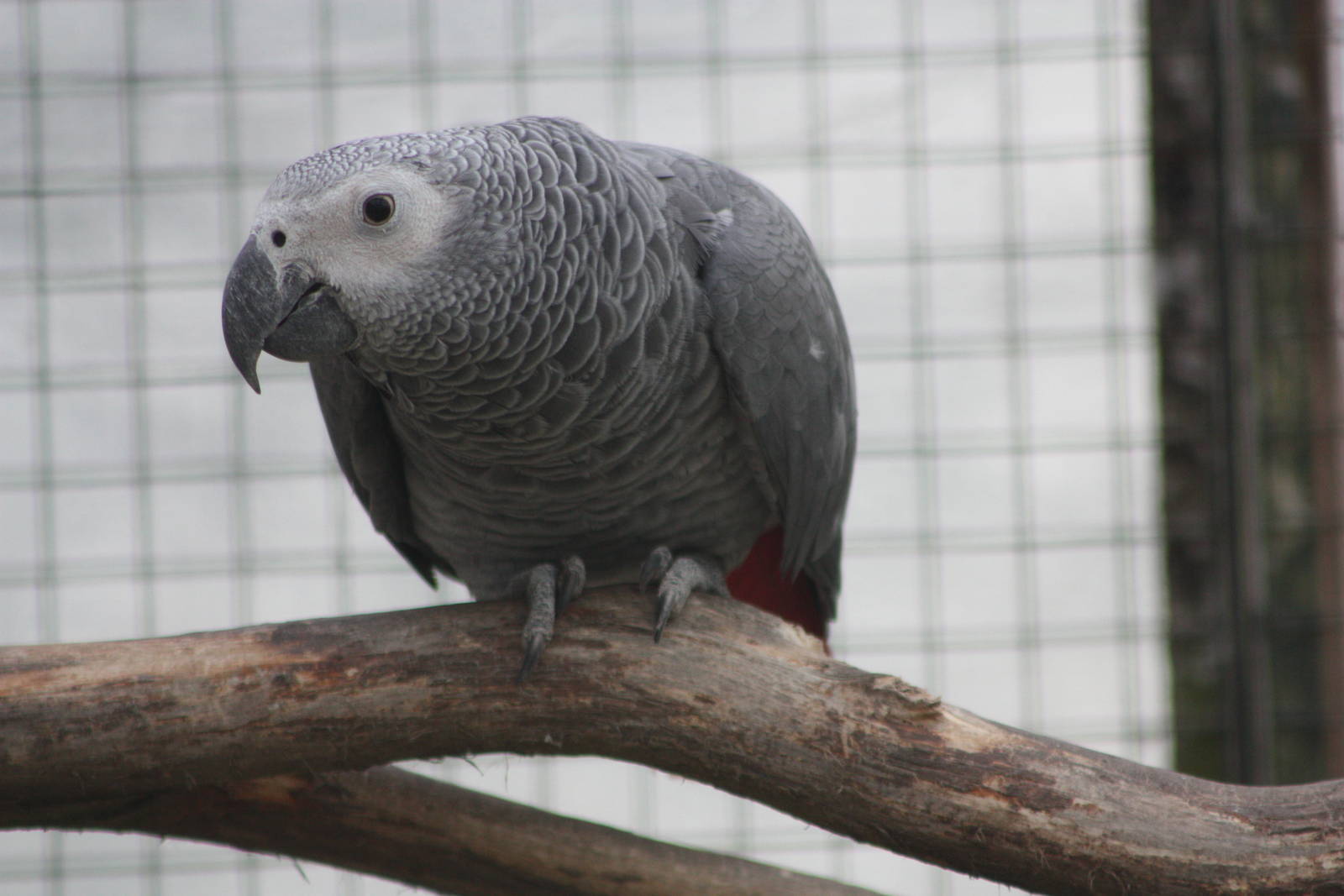 African Grey Parrot, 1st May 2014