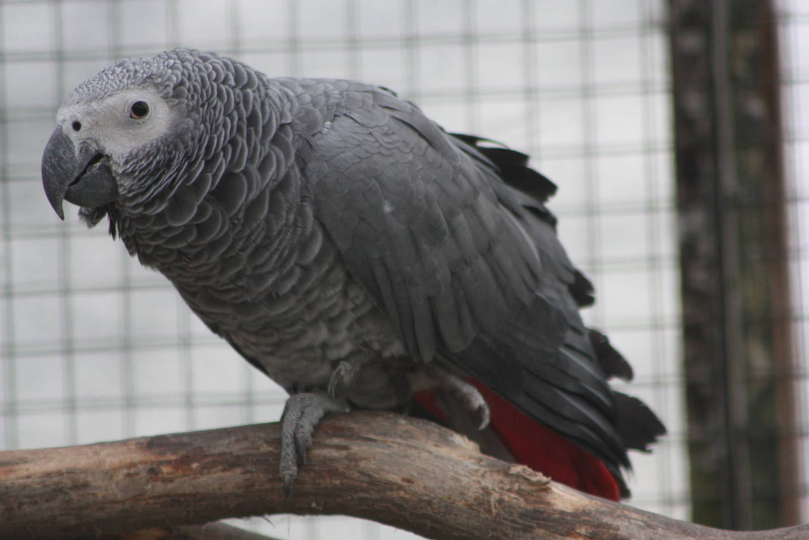 African Grey Parrot, 1st May 2014
