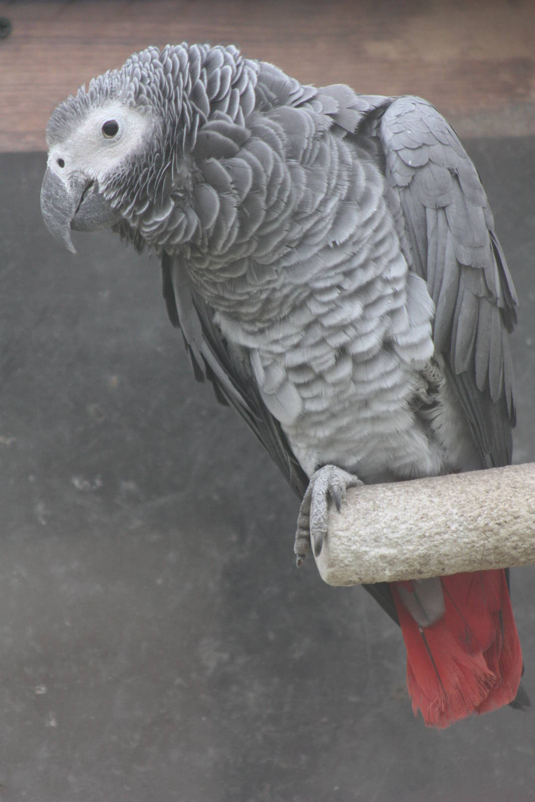African Grey Parrot, 1st May 2014