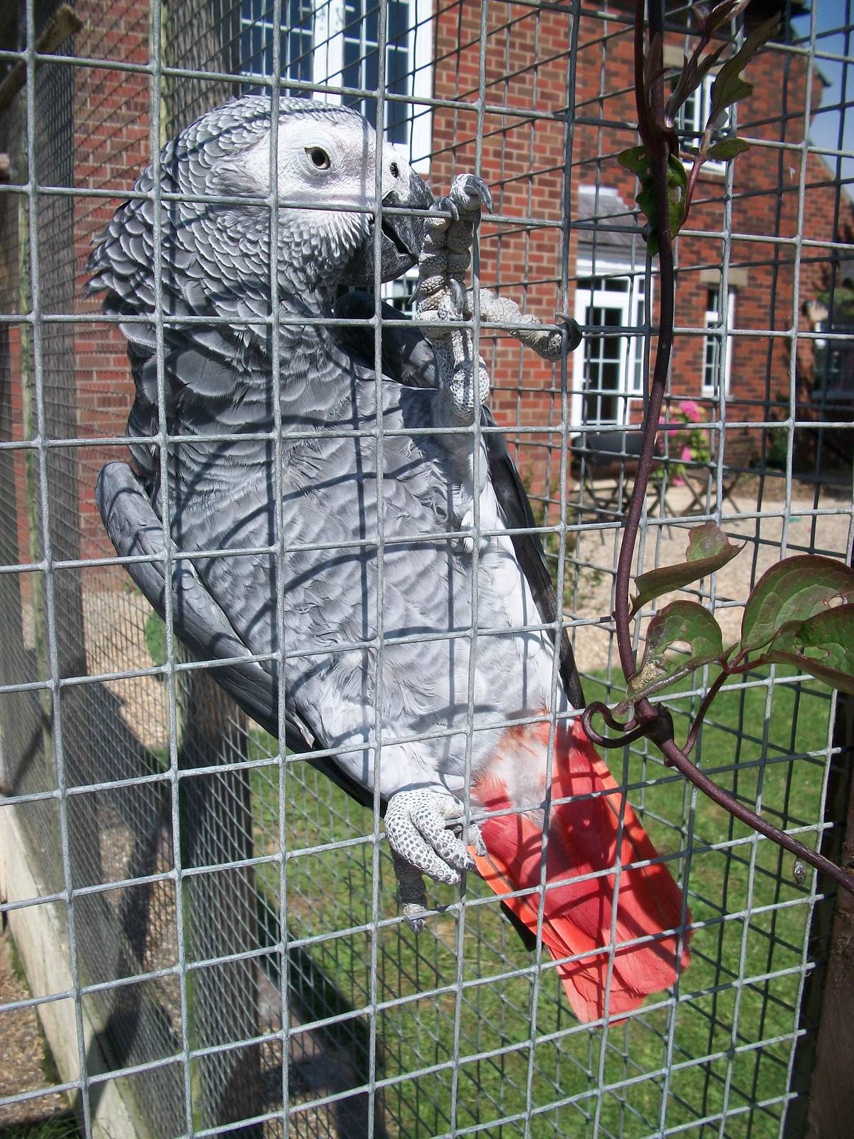 African Grey Parrot, 24th July 2014