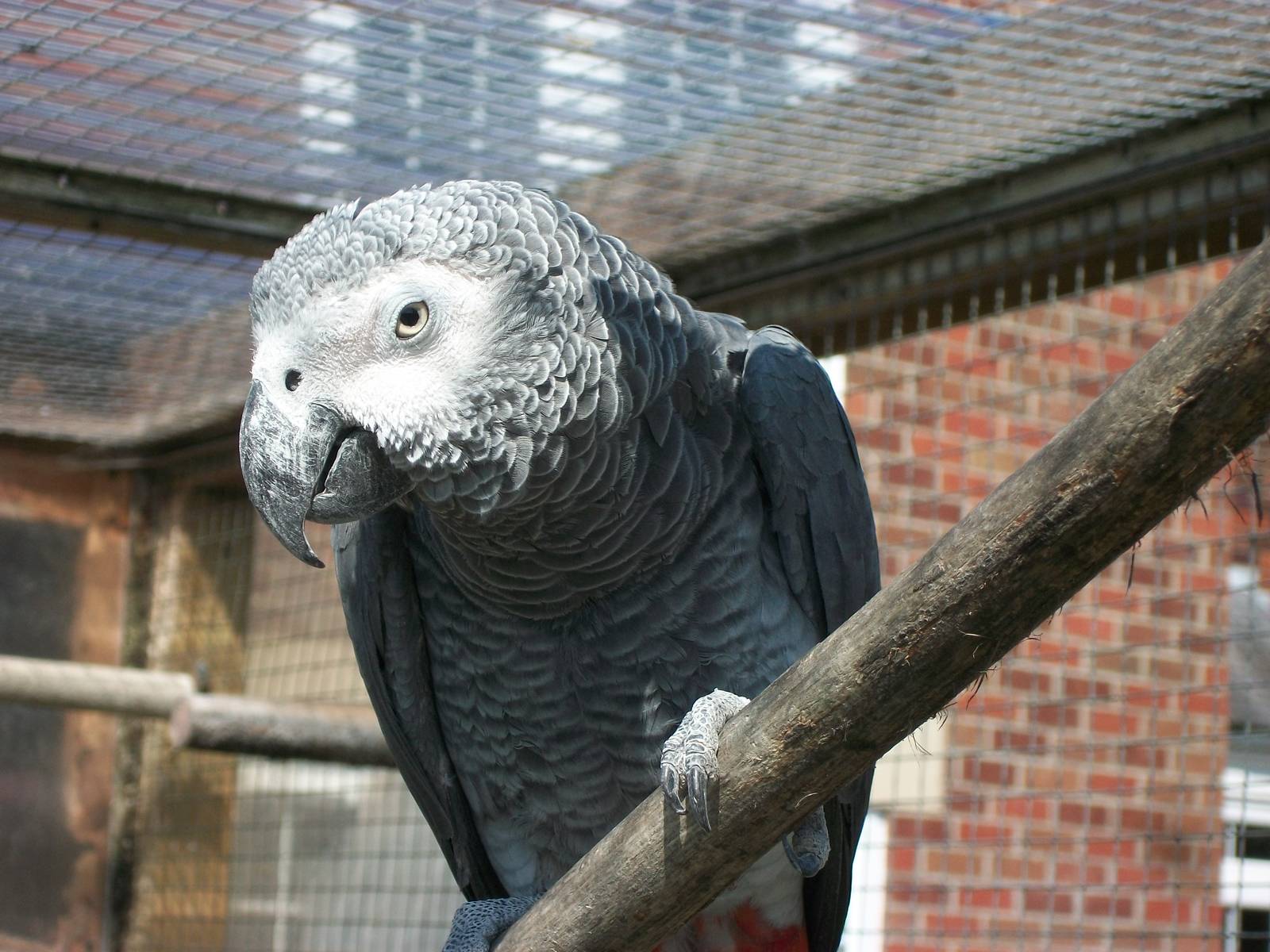 African Grey Parrot, 24th July 2014