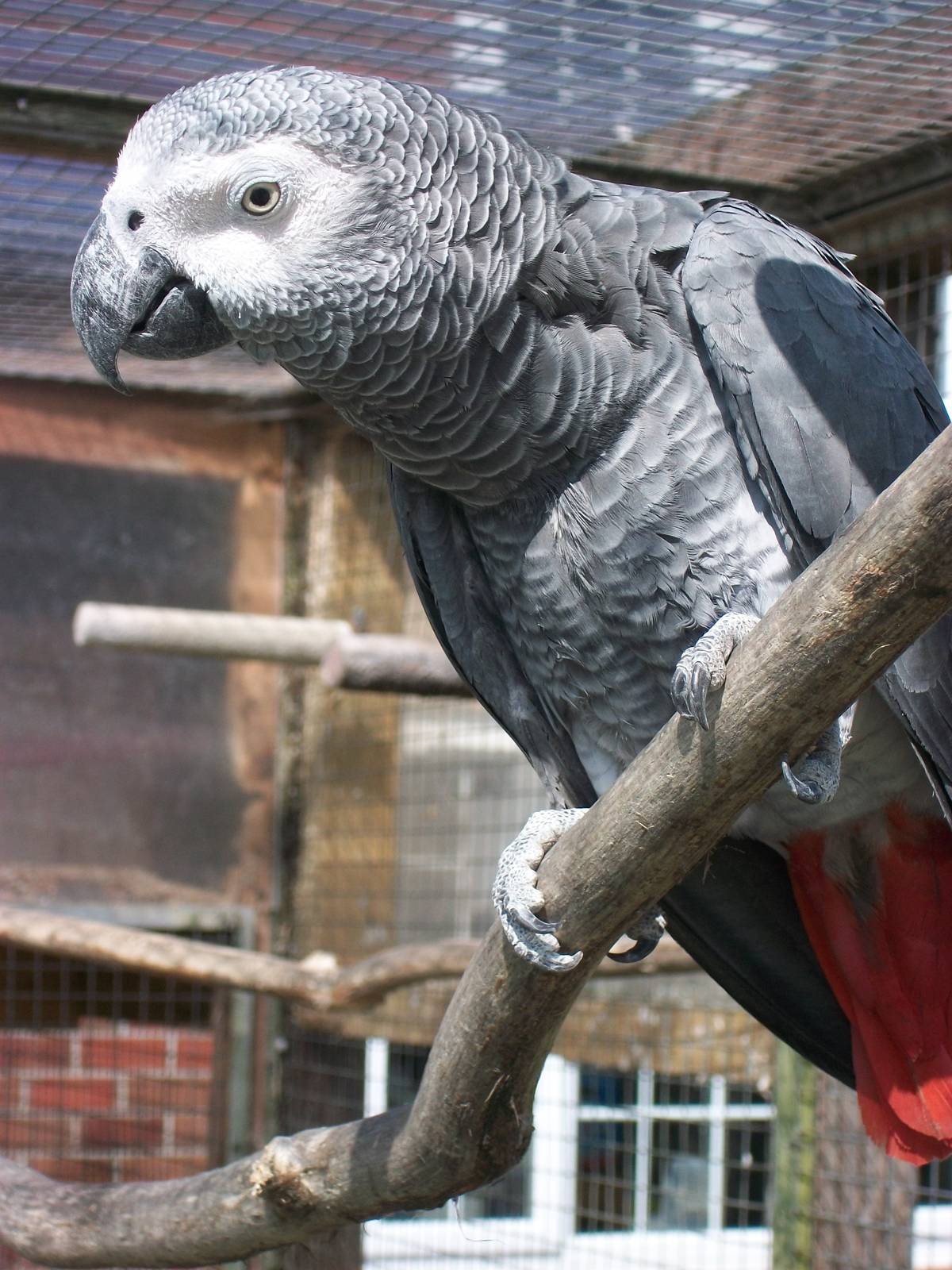 African Grey Parrot, 24th July 2014