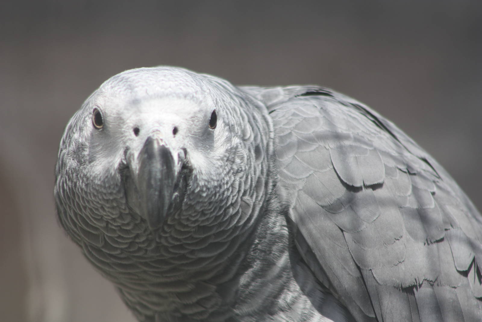 African Grey Parrot, 24th July 2014