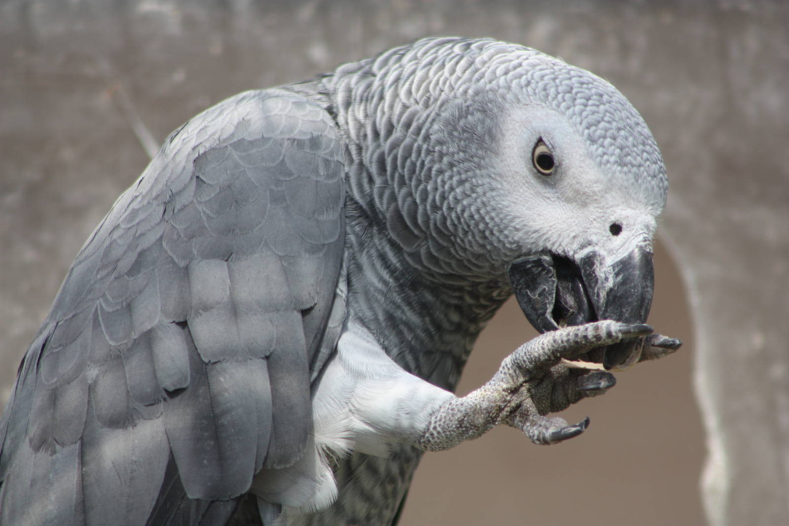 African Grey Parrot, 24th July 2014