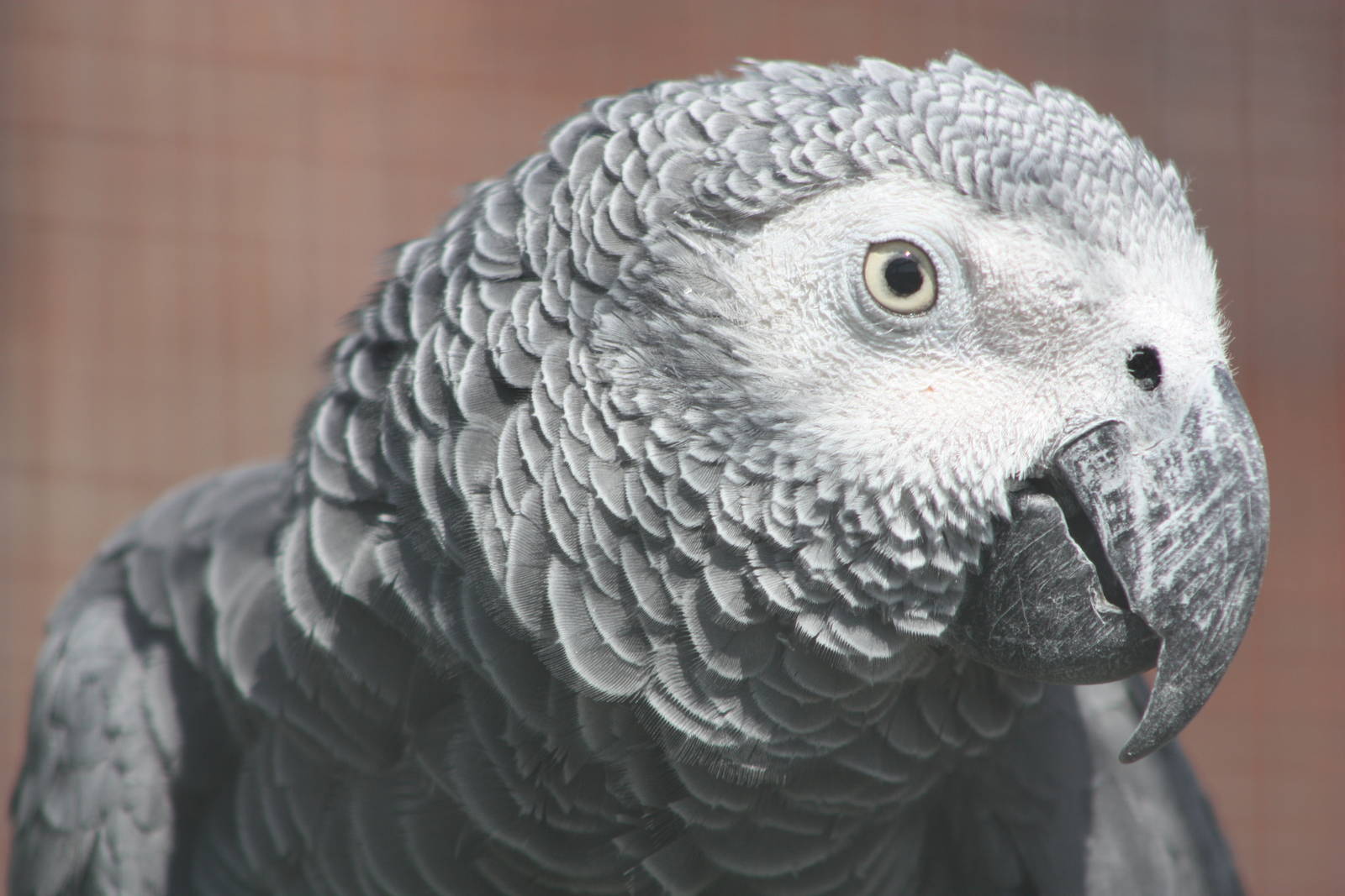 African Grey Parrot, 24th July 2014