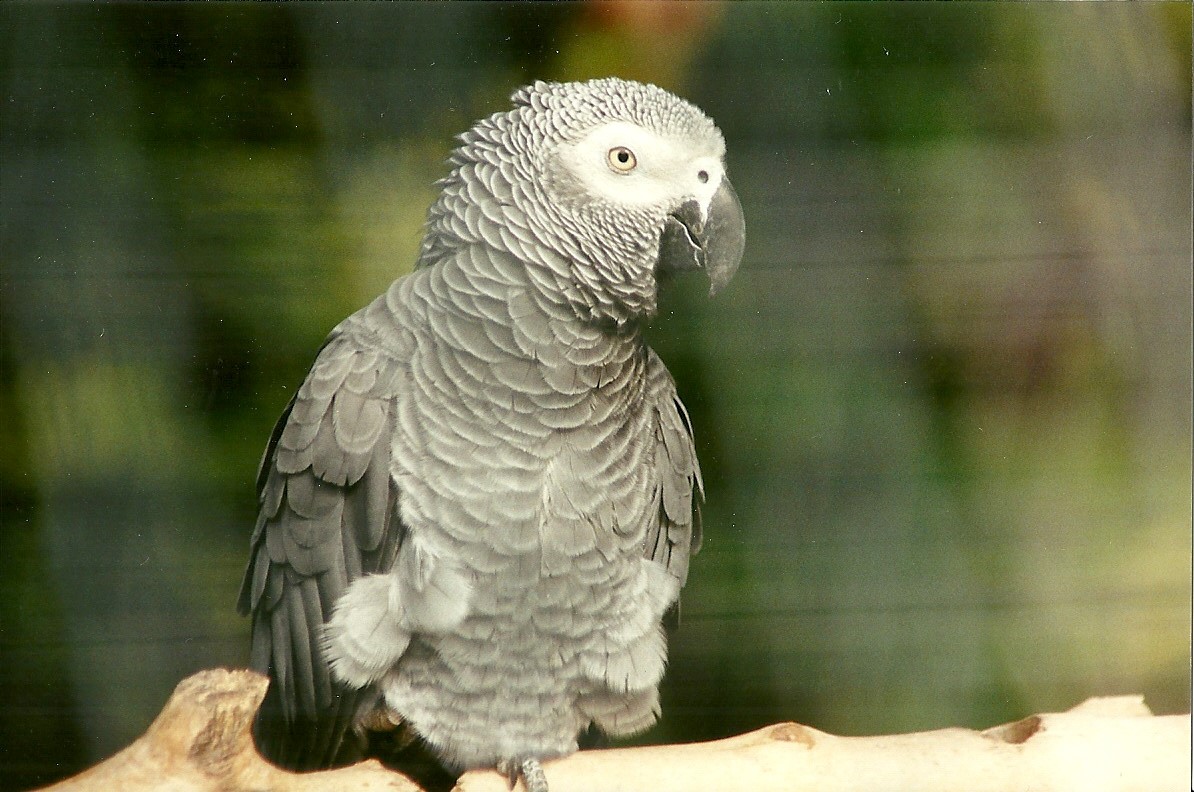 African Grey Parrot 25th September 1999