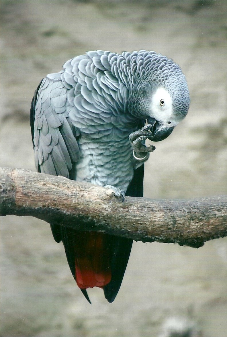 African Grey Parrot, 26th September 2013