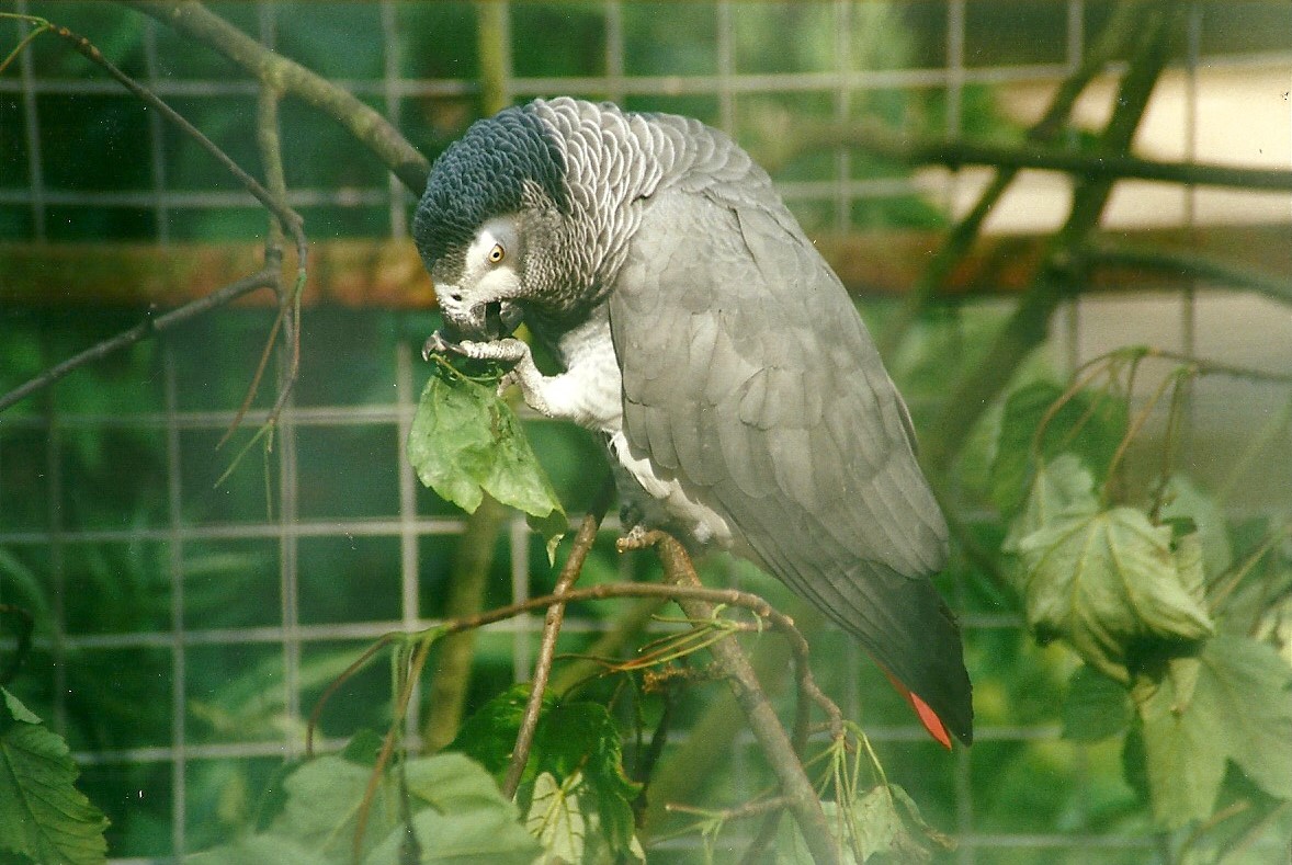 African Grey Parrot 27th May 2000