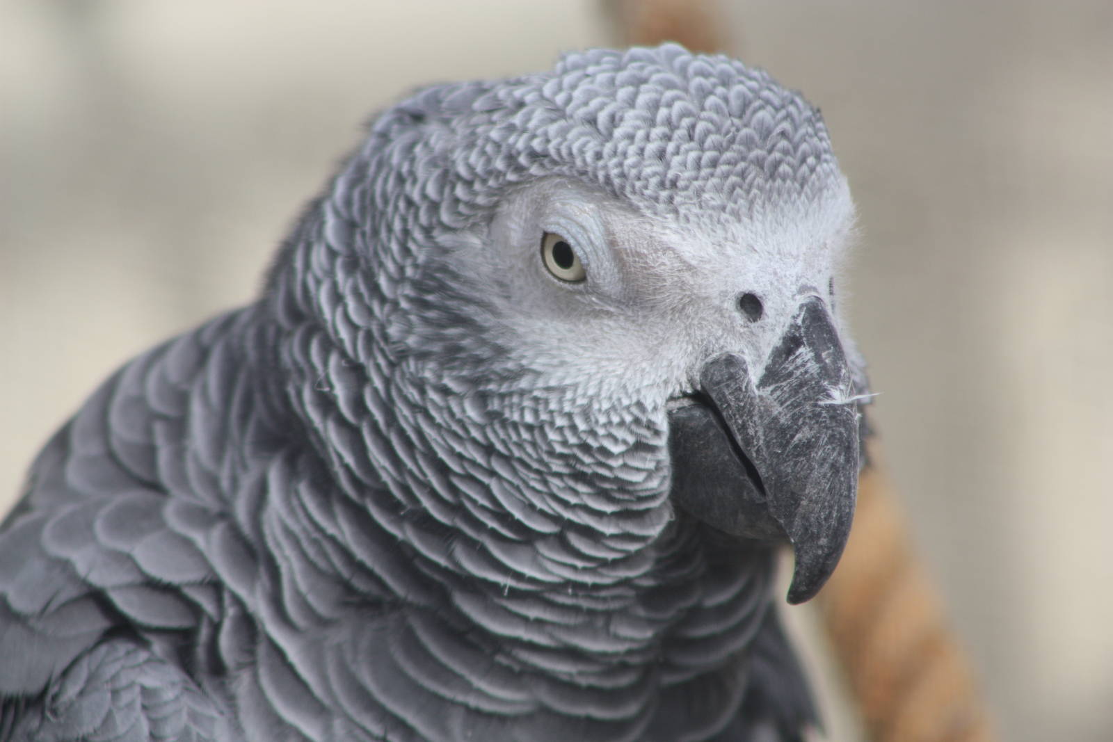 African Grey Parrot, 4th October 2104