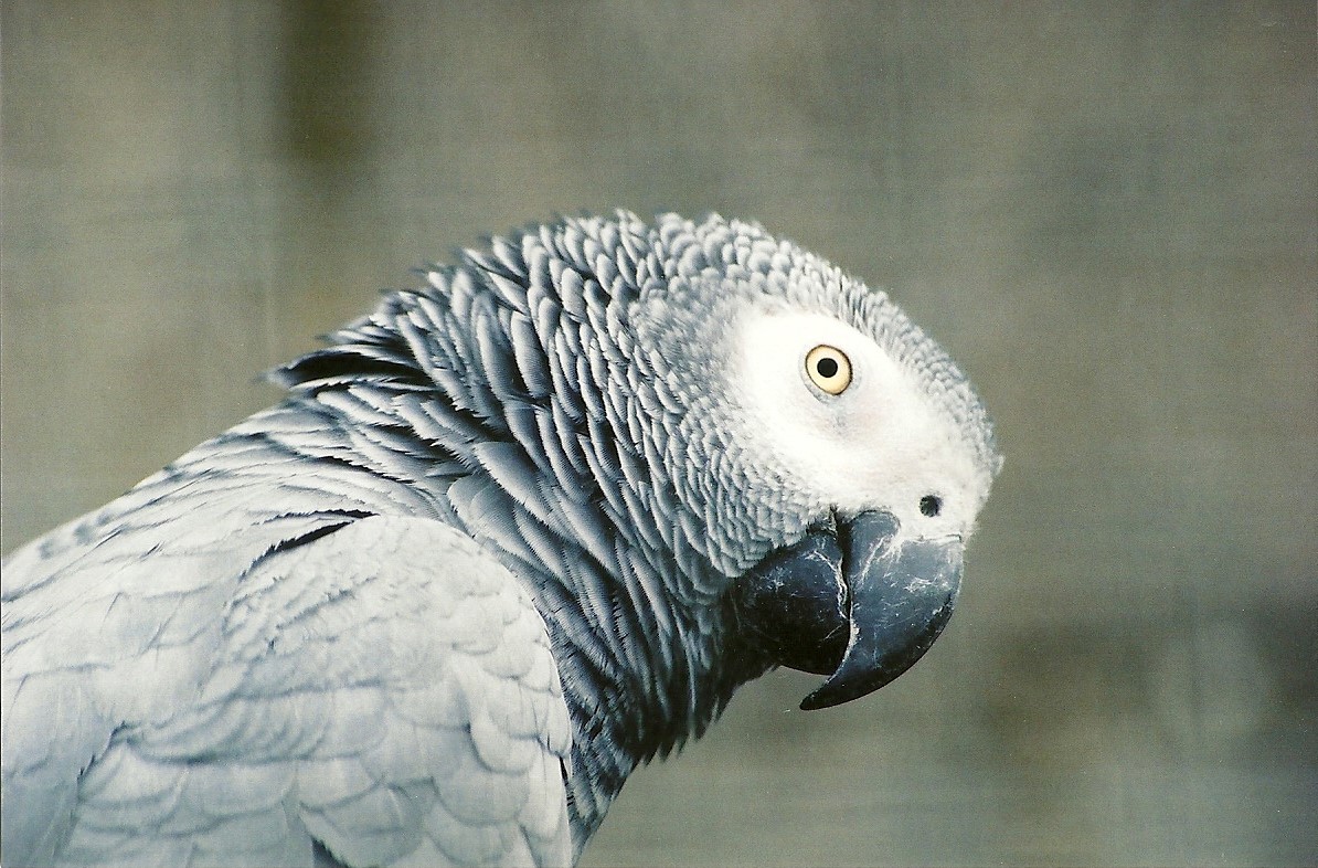 African Grey Parrot, 5th September 2006