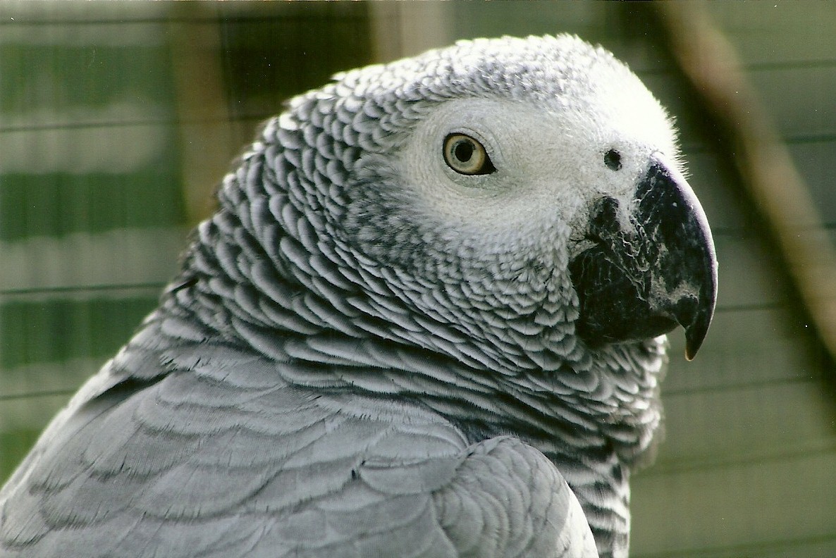 African Grey Parrot 5th September 2011