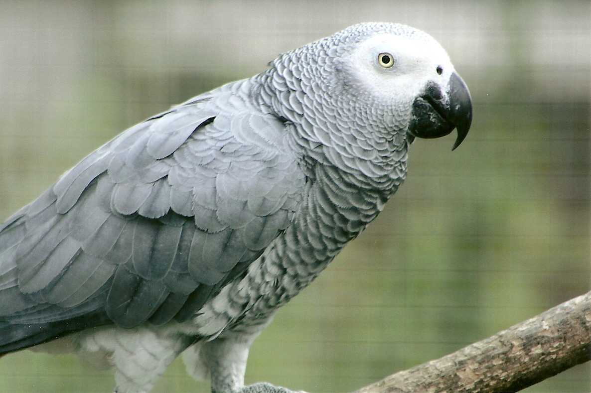 African Grey Parrot 5th September 2011