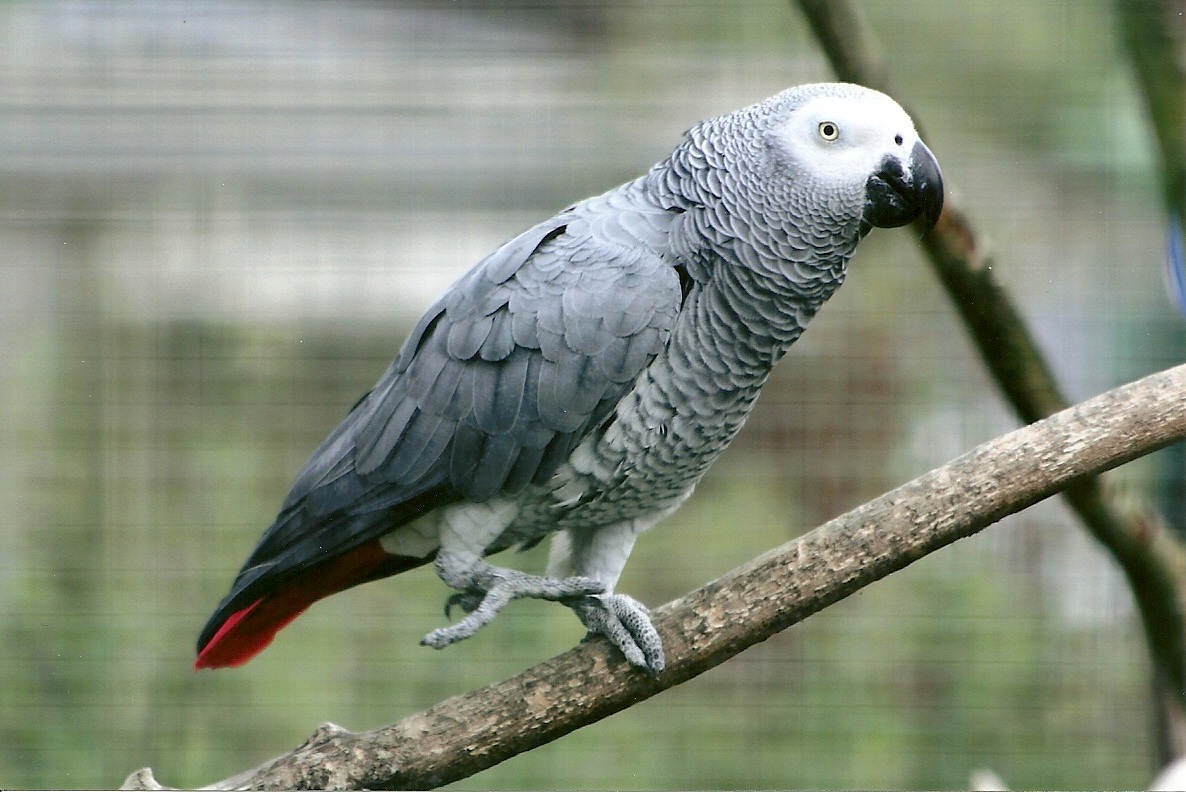African Grey Parrot 5th September 2011