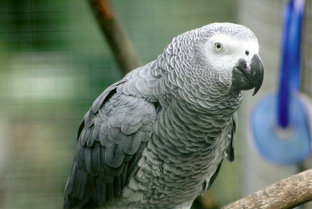 African Grey Parrot 5th September 2011