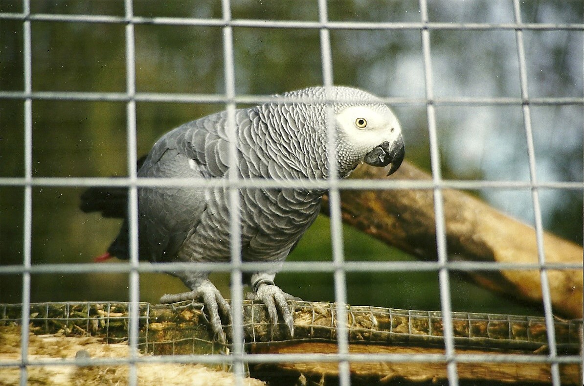 African Grey Parrot 6th February 1999