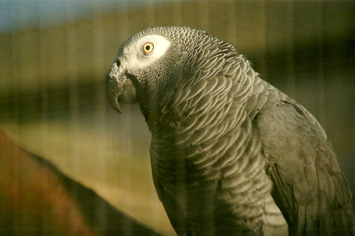 African Grey Parrot 8th January 2000