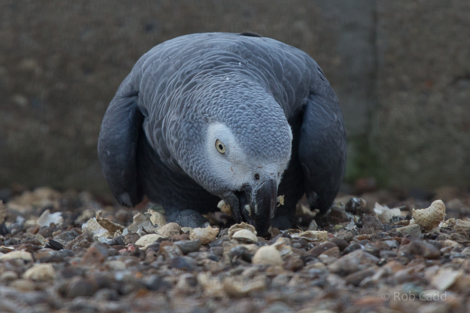 African grey parrot : Africa Alive! : 02 Jan 2015