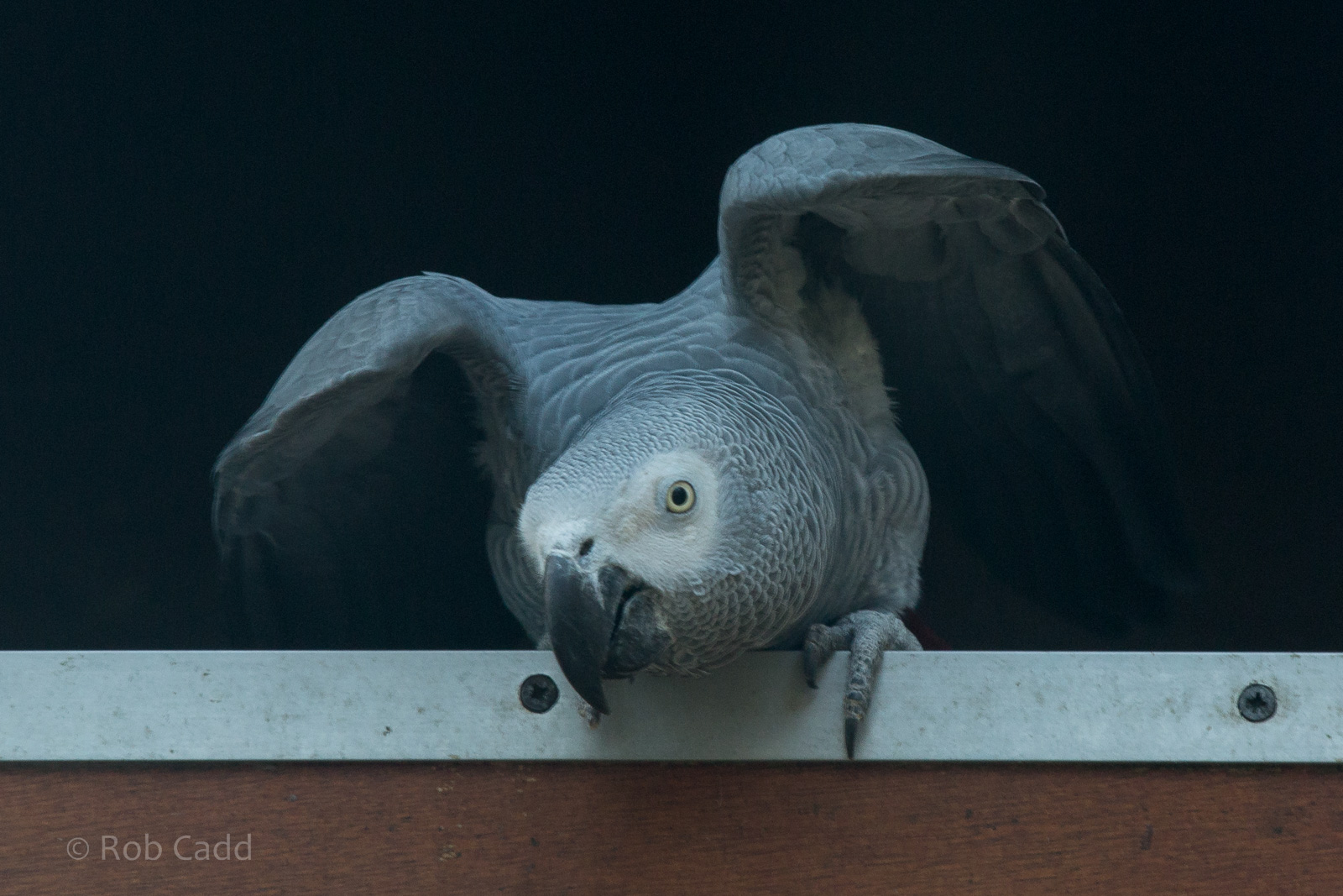 African grey parrot : Africa Alive! : 02 Jan 2015