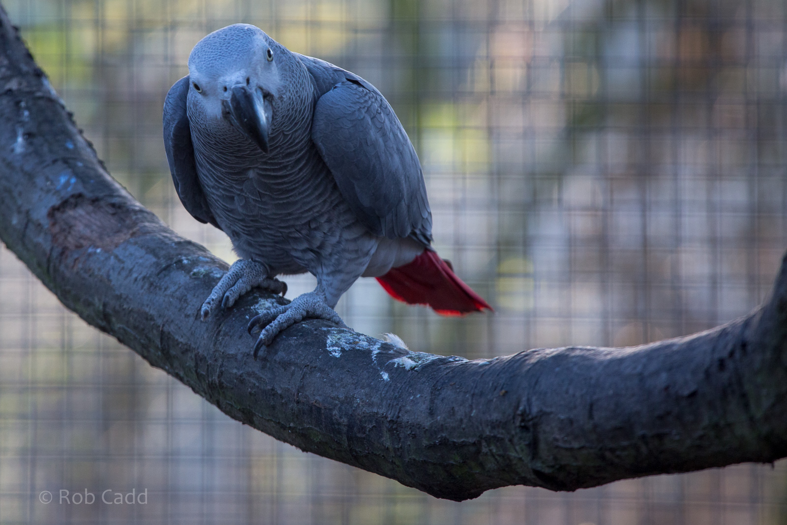 African grey parrot : Africa Alive! : 02 Jan 2015