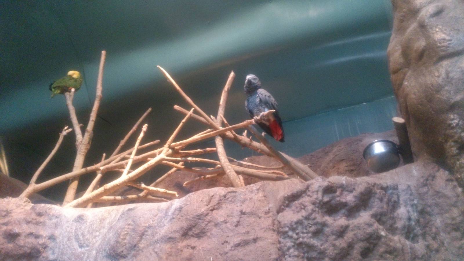 African grey parrot and amazon parrot
