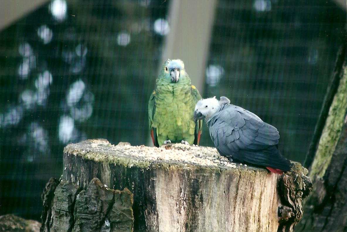 African Grey Parrot and Blue-fronted Amazon 1st November 2012