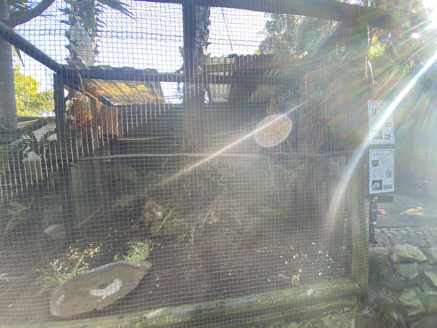 African grey parrot and cockatoo aviary