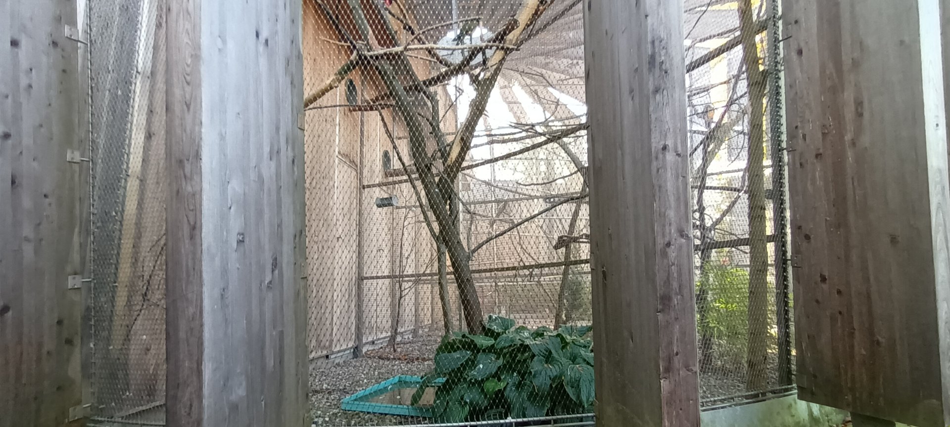 African grey Parrot and Patagonian Conure Aviary