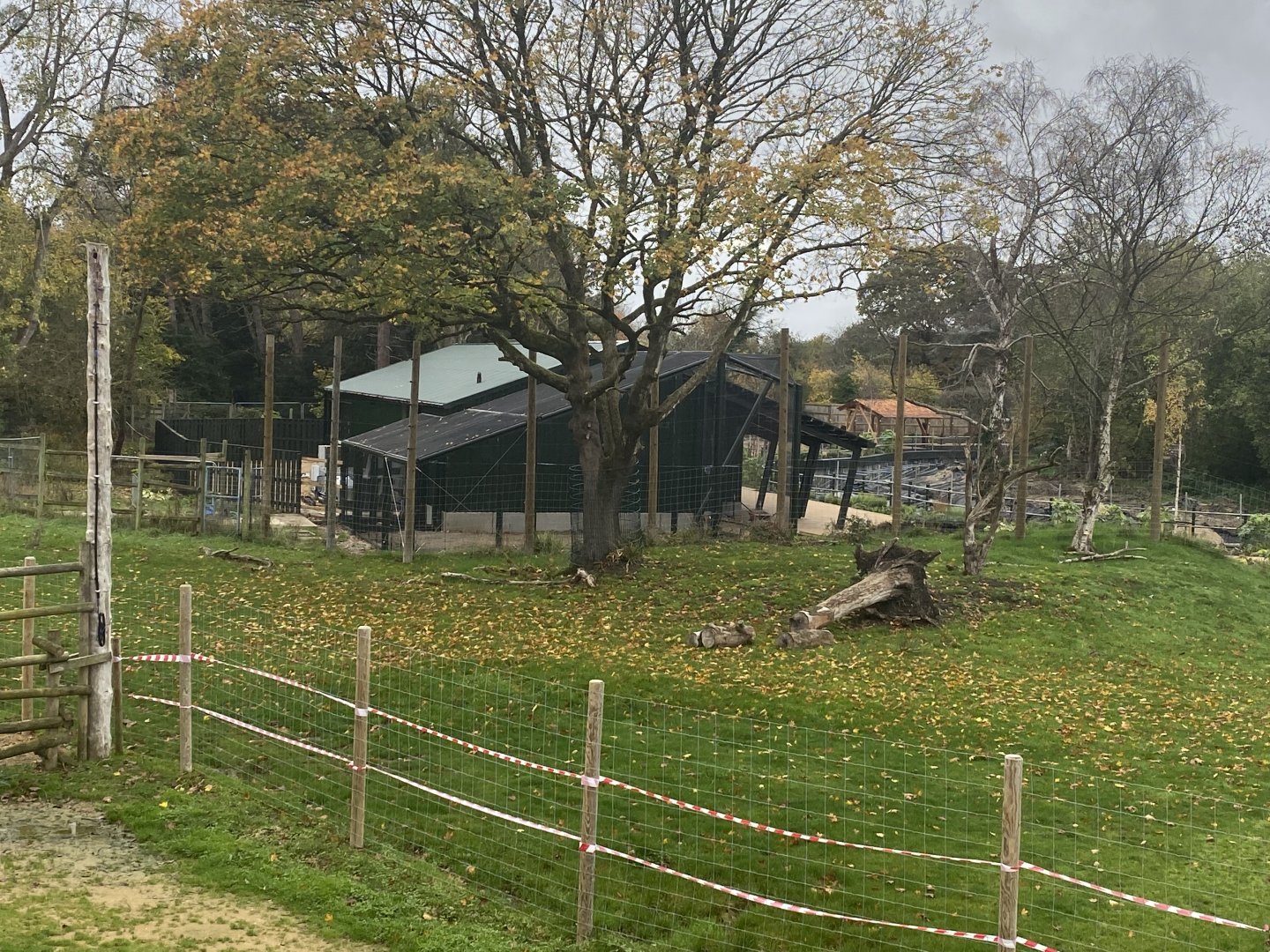 African grey parrot and slender-snouted crocodile house