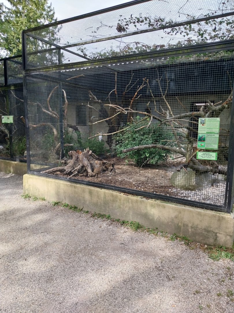 African grey parrot and Yellow-necked francolin aviary