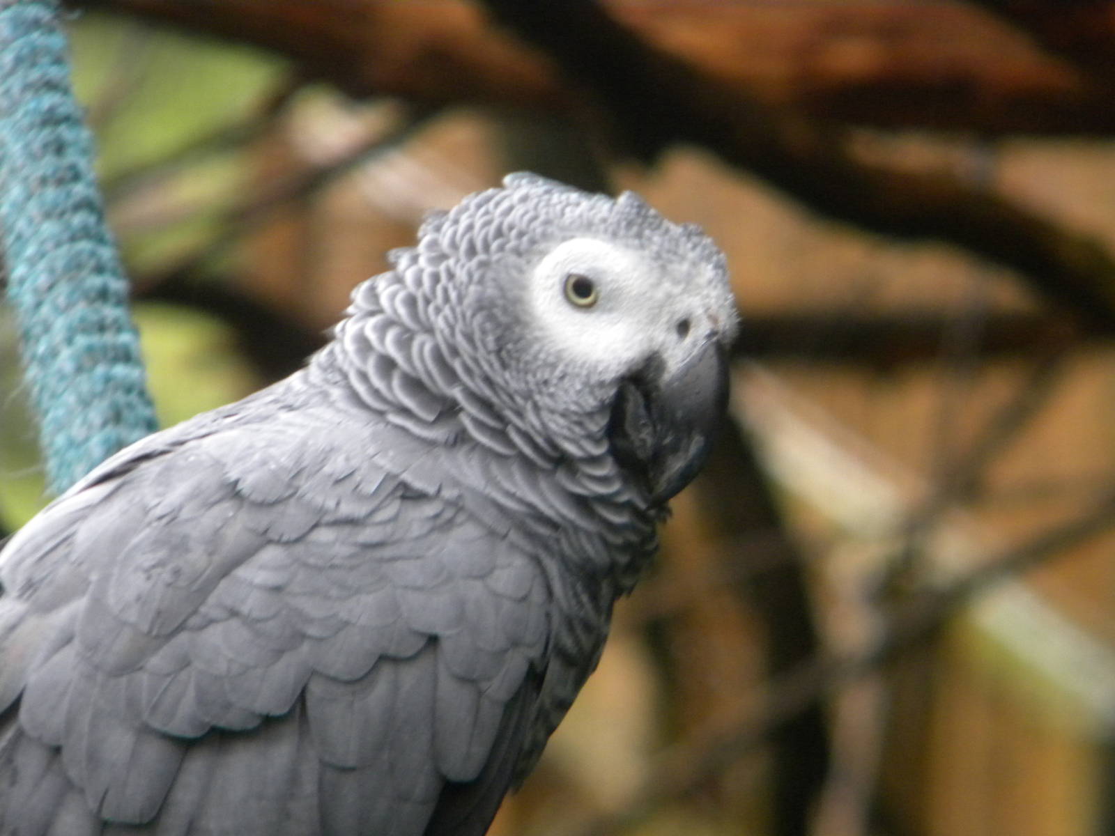 African Grey Parrot at SLWAP 16/07/11