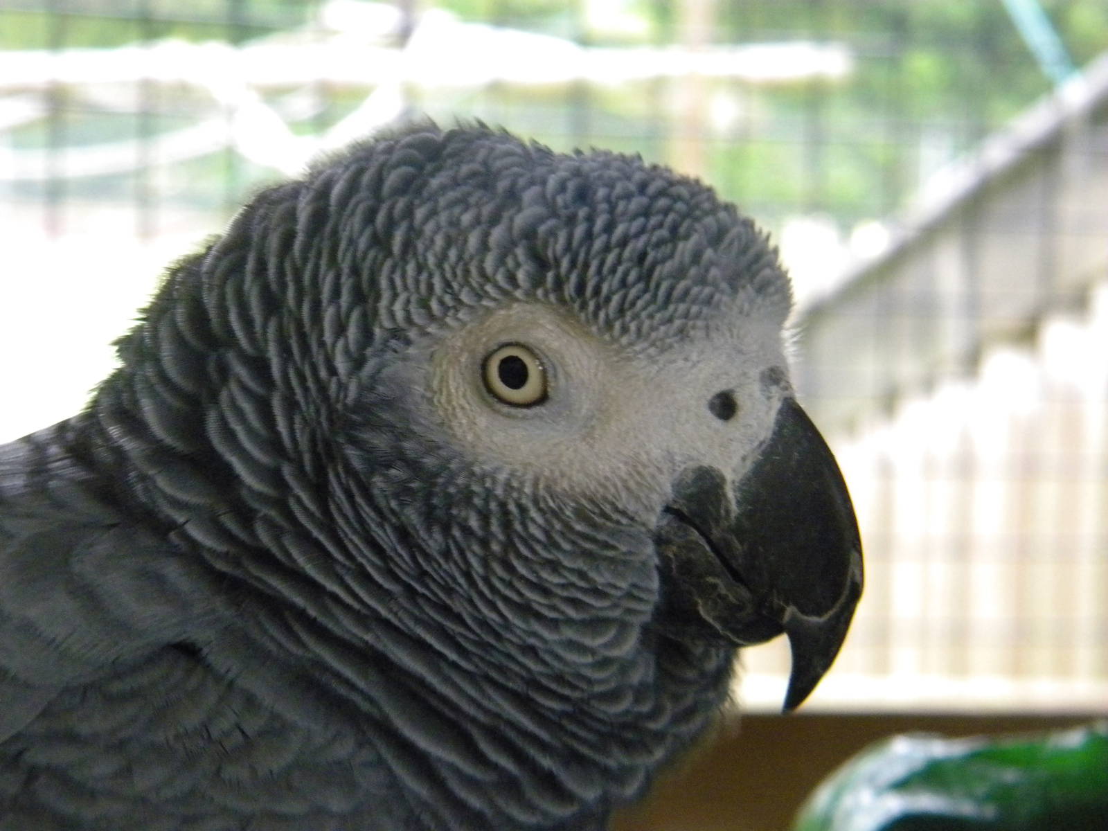 African Grey Parrot at SLWAP 16/07/11