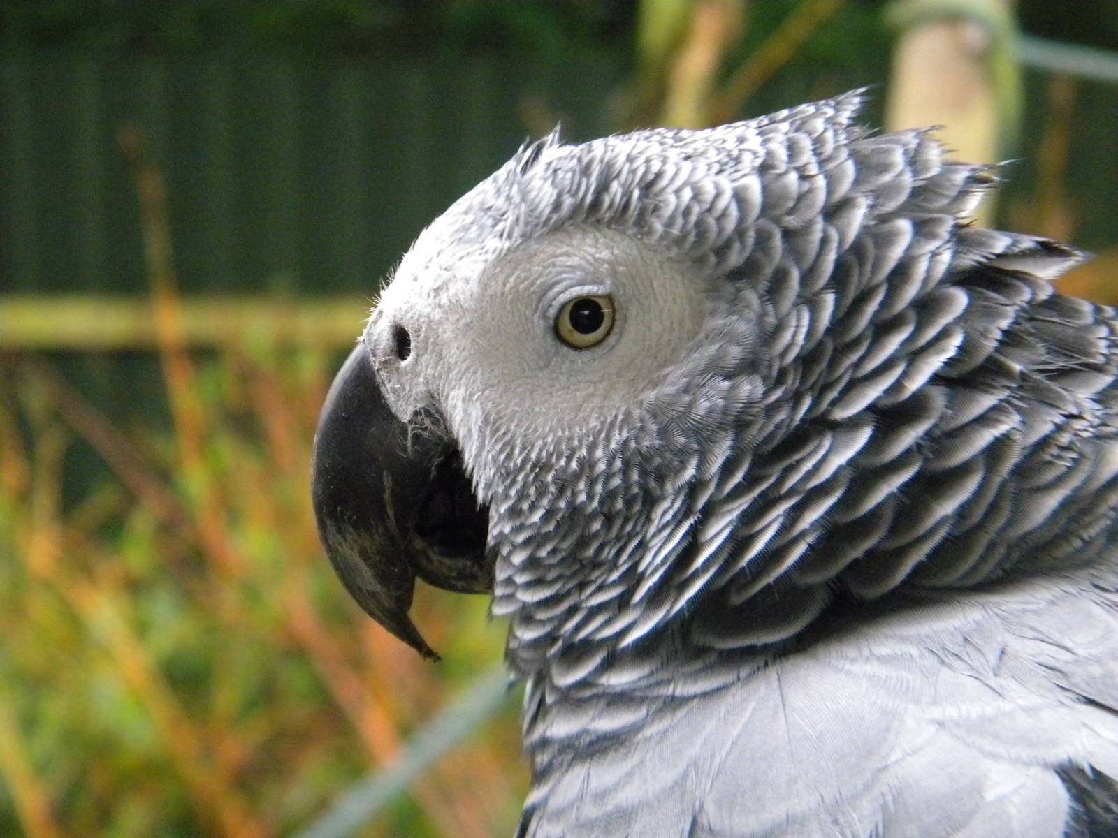 African Grey Parrot at SLWAP 16/07/11
